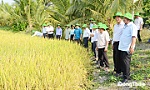 HK nâng tầm hạt gạo Gò Công