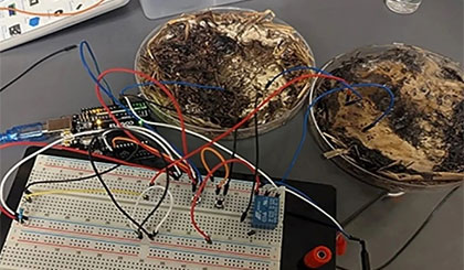 Nấm có thể xử lý và lưu trữ dữ liệu thay chip silicon