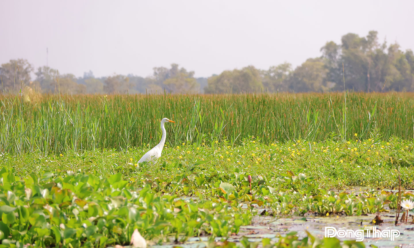 Giữ sếu đầu đỏ, bảo tồn  gắn với sinh kế xanh