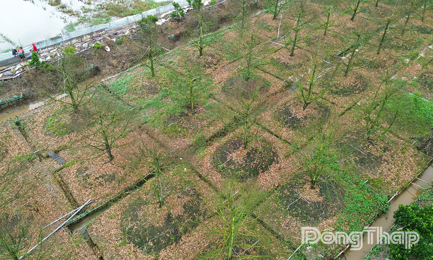 Lũ, triều cường gây thiệt hại nặng cho nông dân