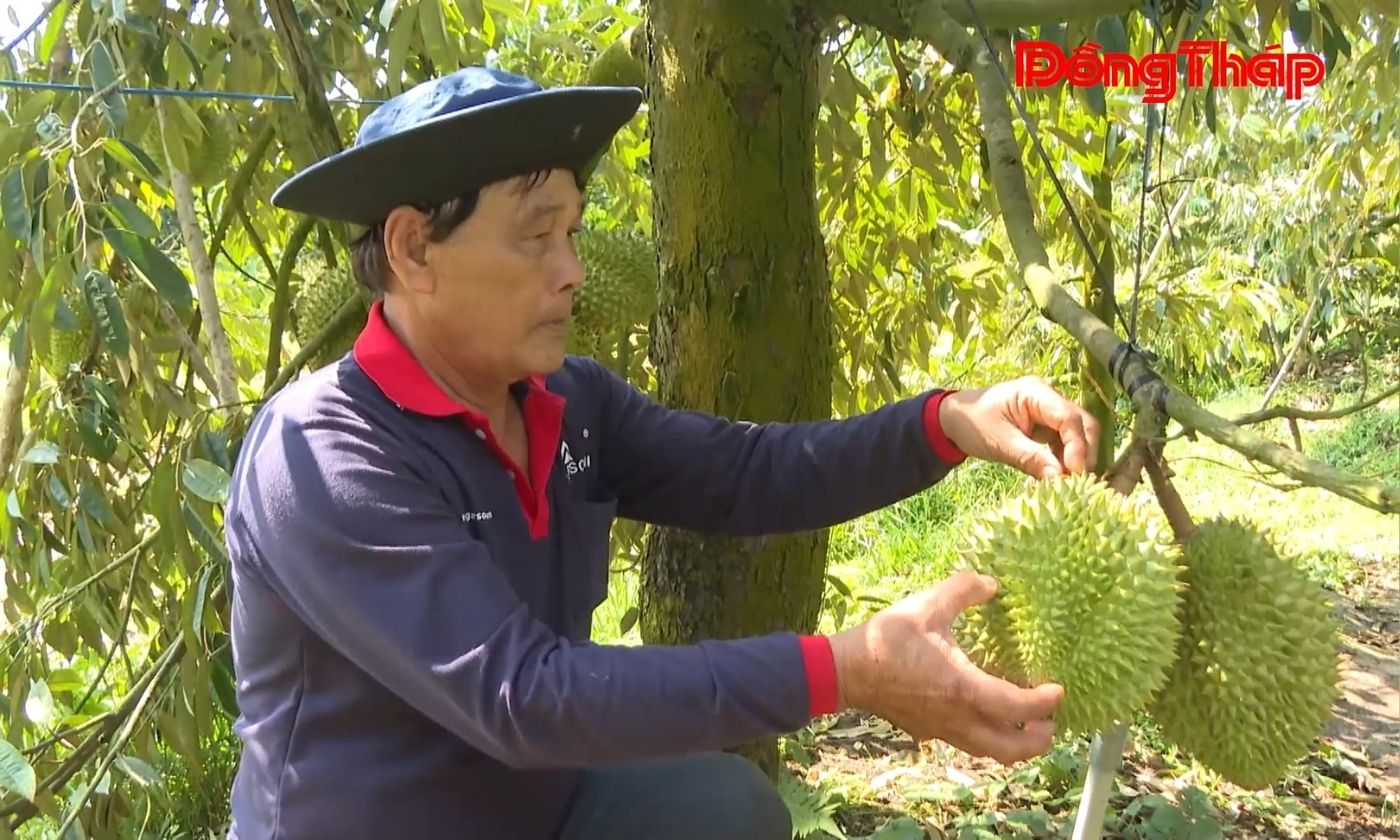 Sầu riêng Phú Hựu - Vượt bão giá nhờ hạ giá thành sản xuất