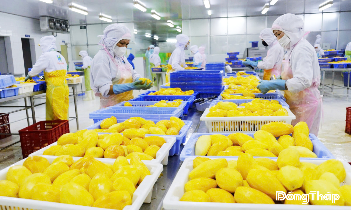 Đồng Tháp: Khoa học, công nghệ giúp ngành hàng xoài phát triển theo chiều sâu Đồng Tháp: Khoa học, công nghệ giúp ngành hàng xoài phát triển theo chiều sâu