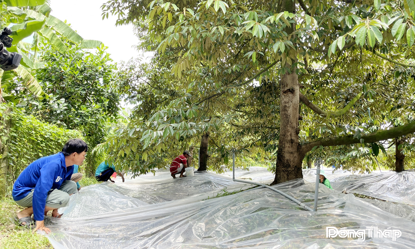 Đồng Tháp: Phát triển sầu riêng theo hướng bền vững