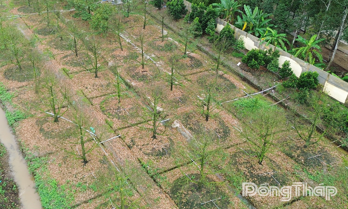 Đồng Tháp: Ban hành mức hỗ trợ thiệt hại do thiên tai, dịch bệnh