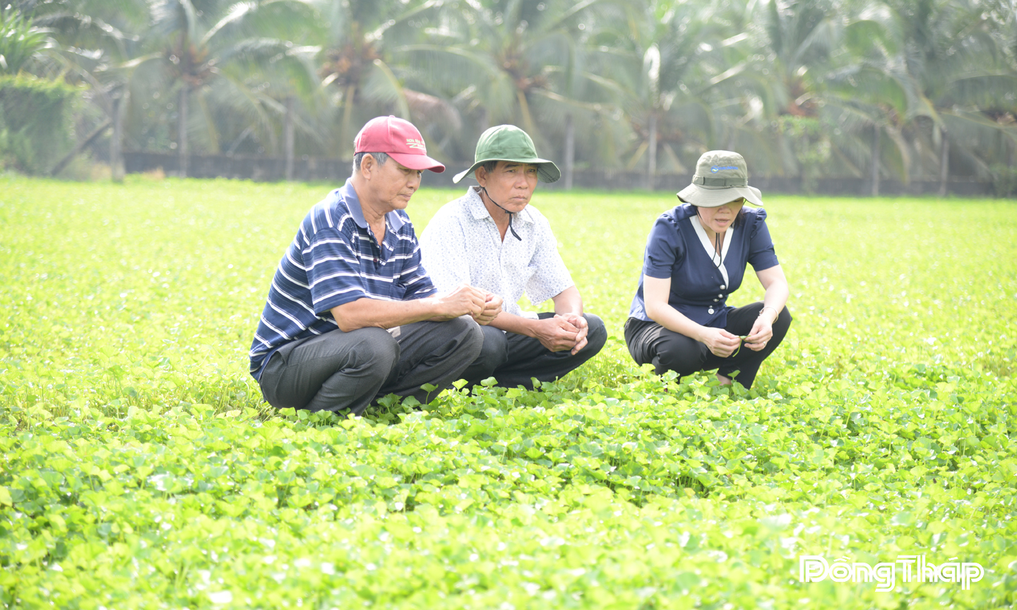 Xã Châu Thành: Nâng cao giá trị sản xuất rau màu