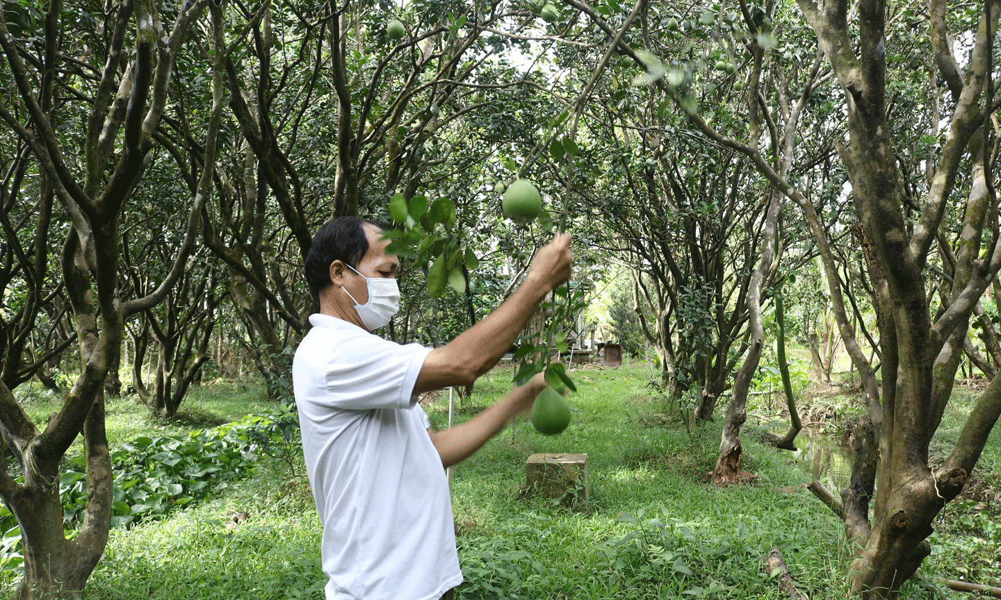 Đồng Tháp: Gần 14.200 ha cây ăn trái phục vụ thị trường Tết Bính Ngọ 2026