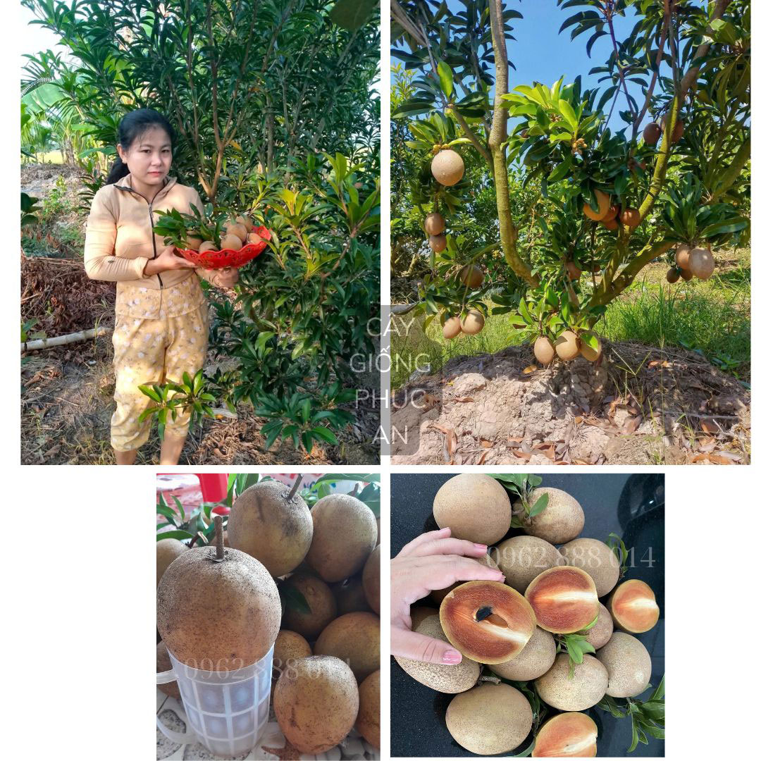 Chị Tươi thu hoạch Sapo Mexico trồng được 2 năm.