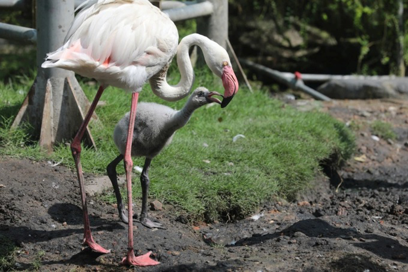 Hồng hạc con được mẹ chăm sóc ở Thảo Cầm Viên. Ảnh: AN PHƯƠNG