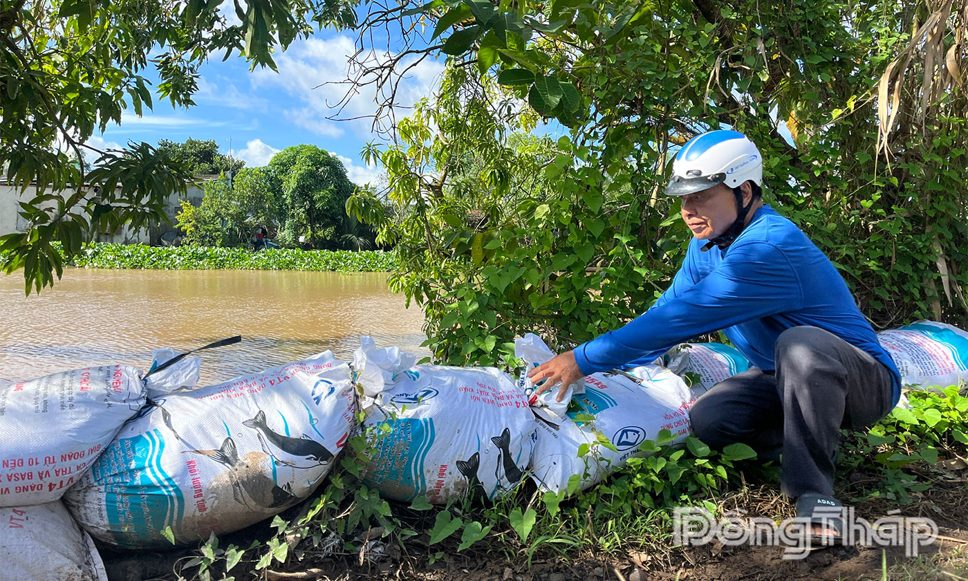 Người dân xã Tân Khánh Trung gia cố đê bao chống triều cường.