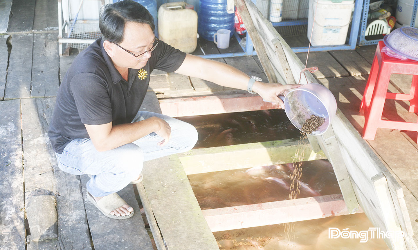 Nuôi cá bè là một trong những ngành kinh tế thủy sản thế mạnh của tỉnh (trong ảnh, anh Phan Ngọc Đăng Khoa, ở cù lao Thới Sơn với nhiều năm kinh nghiệm trong nghề nuôi cá lồng bè).