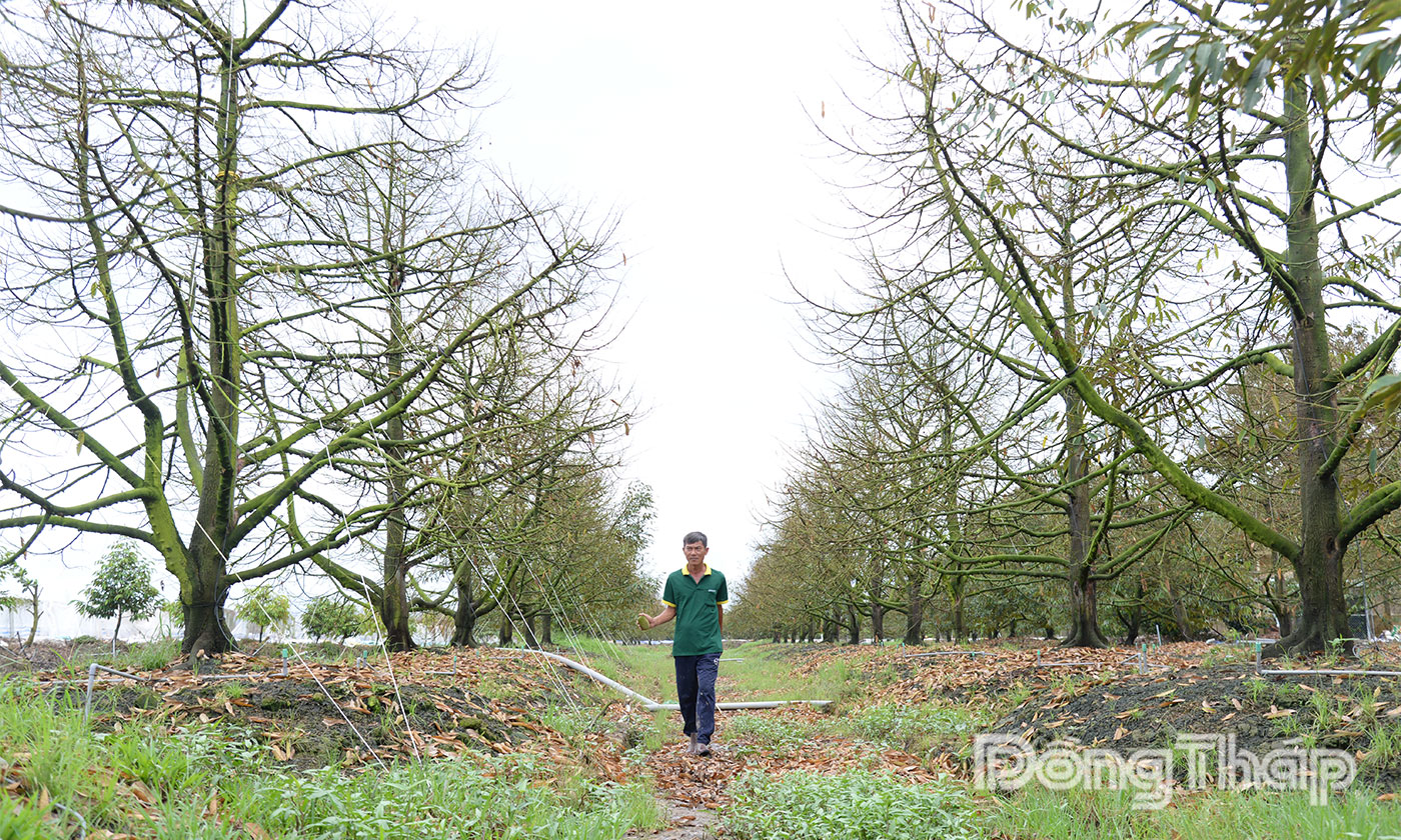 Vườn sầu riêng của người dân ở ấp Mỹ Thị A, xã Mỹ Thiện, tỉnh Đồng Tháp bị thiệt hại nặng do triều cường.