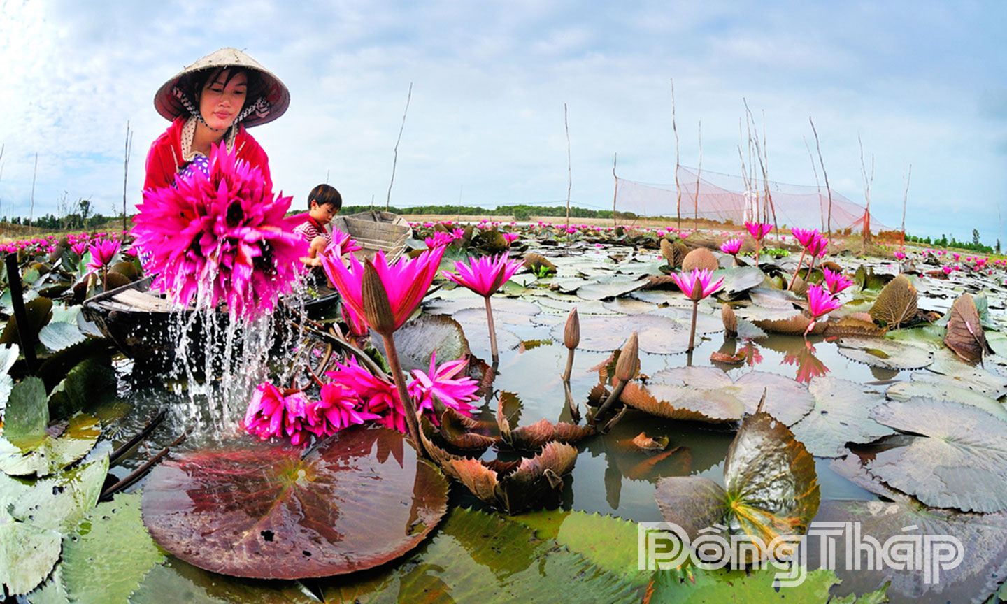 Nét quê.                                                                                                                                                                                                                                                                                               Ảnh: THANH PHONG