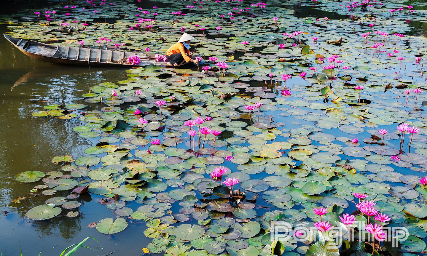 Hoa súng miền Tây.                                                                                                                                                      Ảnh: THANH PHONG