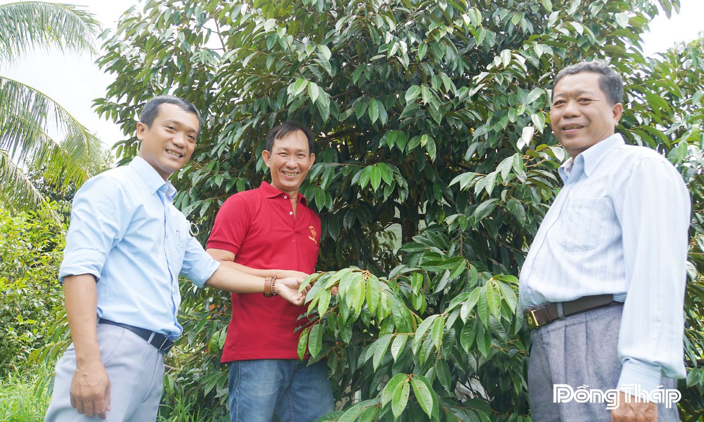 Anh Đỗ Thành Đâu (giữa), ấp Phú Mỹ Lương cùng cán bộ kỹ thuật địa phương kiểm tra sâu, bệnh trên cây sầu riêng.