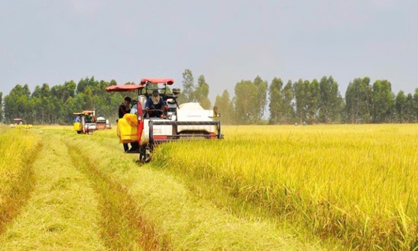 Thu hoạch lúa tại thành phố Cần Thơ. (Ảnh ANH ĐỨC)