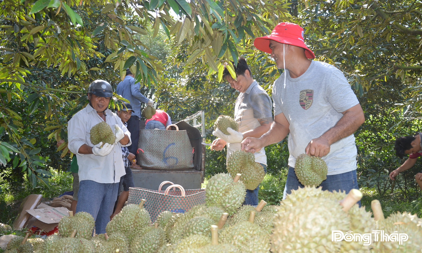 Cây ăn trái là một trong những ngành hàng chủ lực của Đồng Tháp.