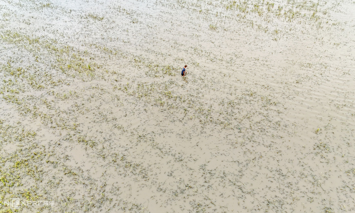 Hơn 9 ha lúa của gia đình ông Rẫy sắp thu hoạch bị ngập lũ mất trắng. Ảnh: Hoàng Nam