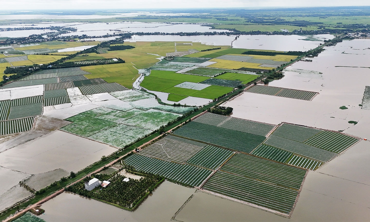 Cánh đồng lúa, dưa 80 ha bị lũ nước lũ vây quanh tại ấp Trung Liêm, xã Tuyên Bình. Ảnh: Hoàng Nam