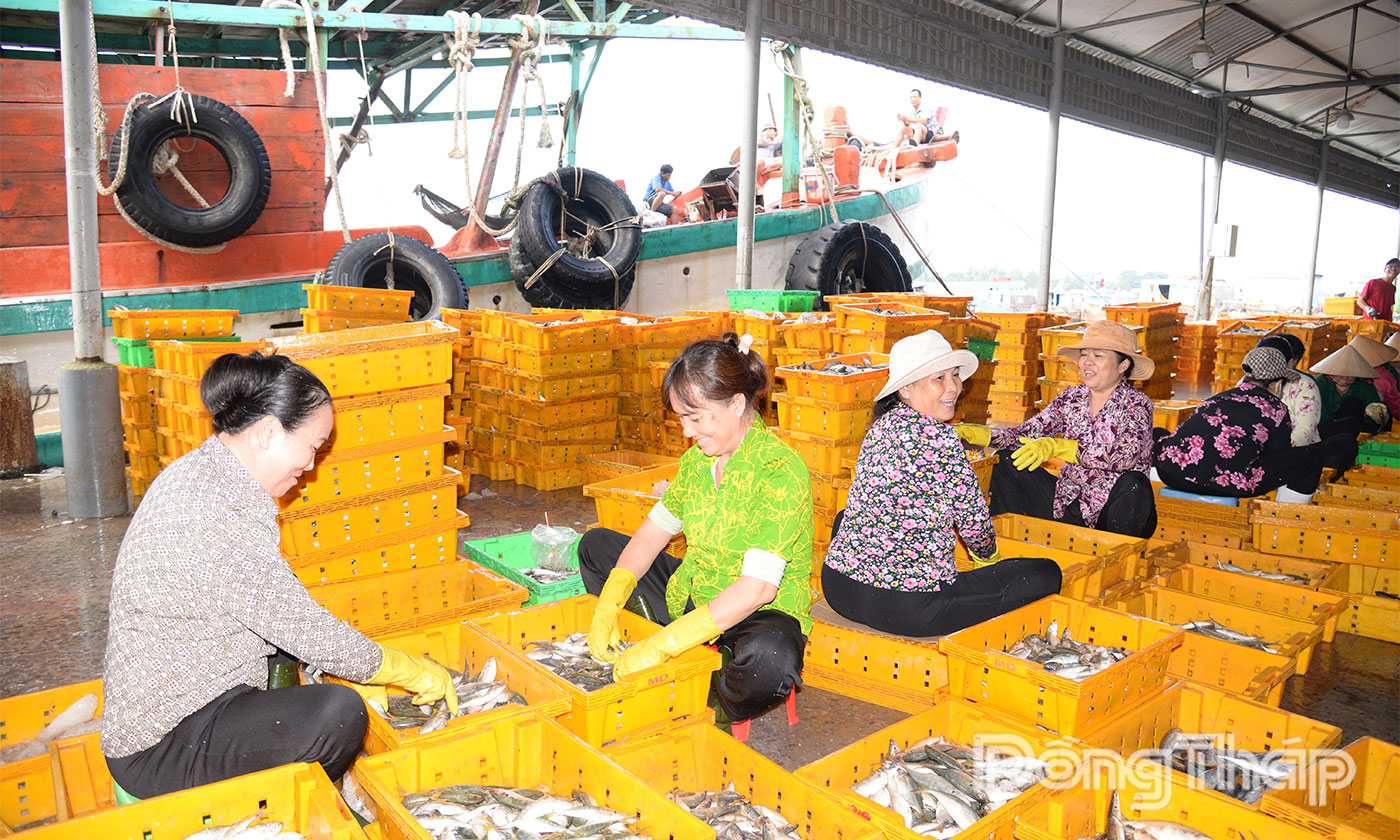 Đồng Tháp đang nỗ lực cùng cả nước gỡ