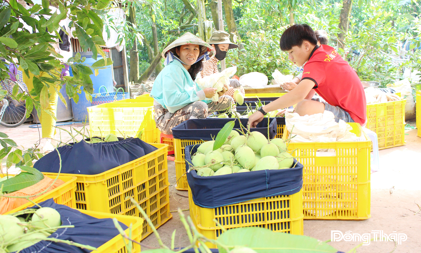  Ngành hàng xoài được các địa phương trồng theo hướng sạch,  an toàn để xuất khẩu.