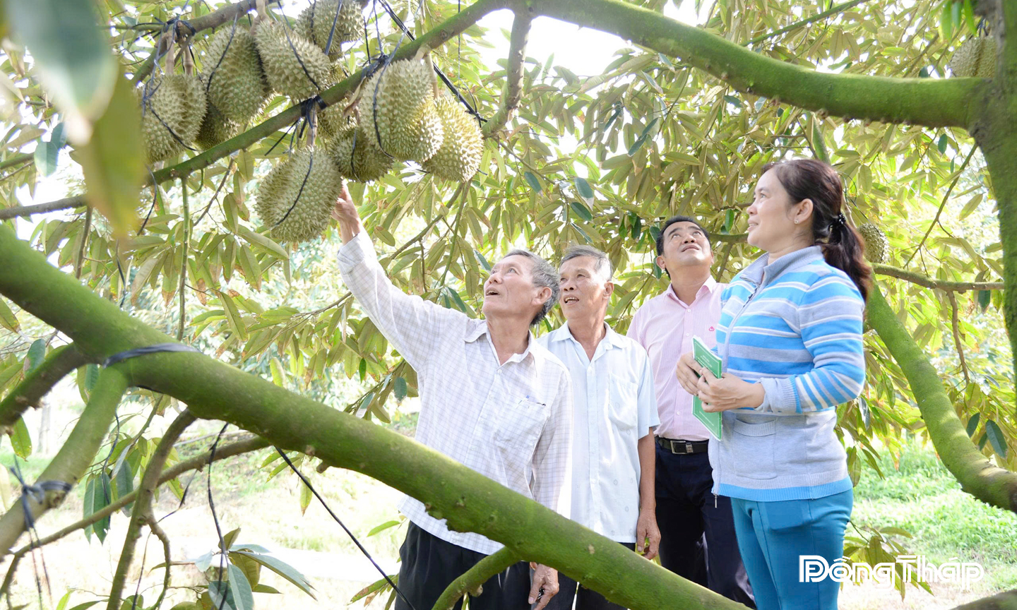 Sầu riềng là ngành hàng chủ lực của tỉnh Đồng Tháp, có giá trị kinh tế cao.