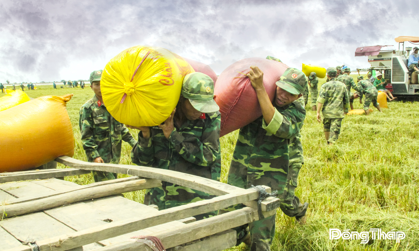 Giúp dân thu hoạch lúa chạy lũ tại phường Hồng Ngự.