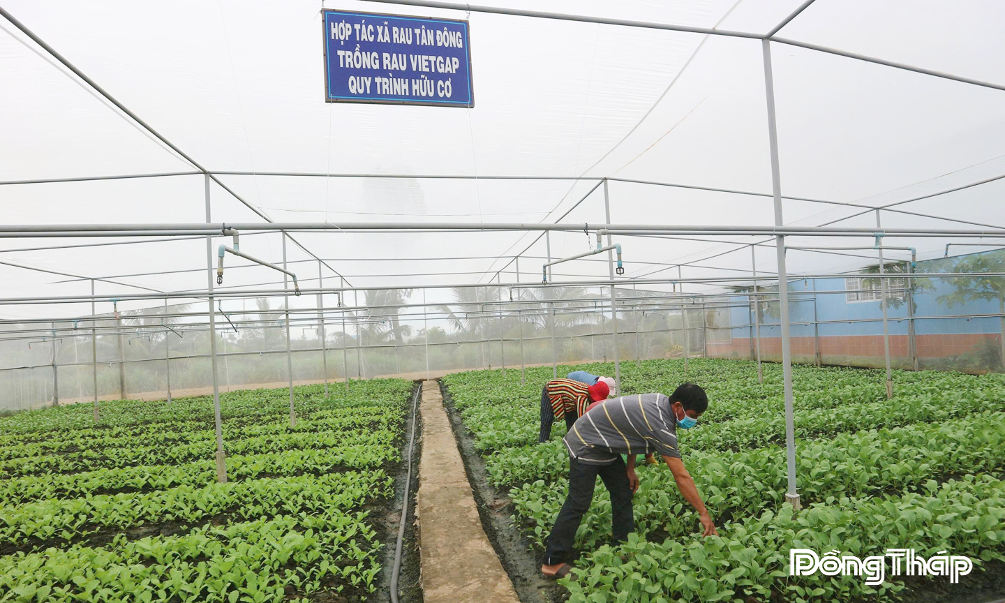 Hợp tác xã Rau an toàn Tân Đông (xã Tân Đông) trồng rau trong nhà lưới,  cùng hệ thống tưới nước tự động đảm bảo đạt tiêu chuẩn VietGAP, quy trình hữu cơ.