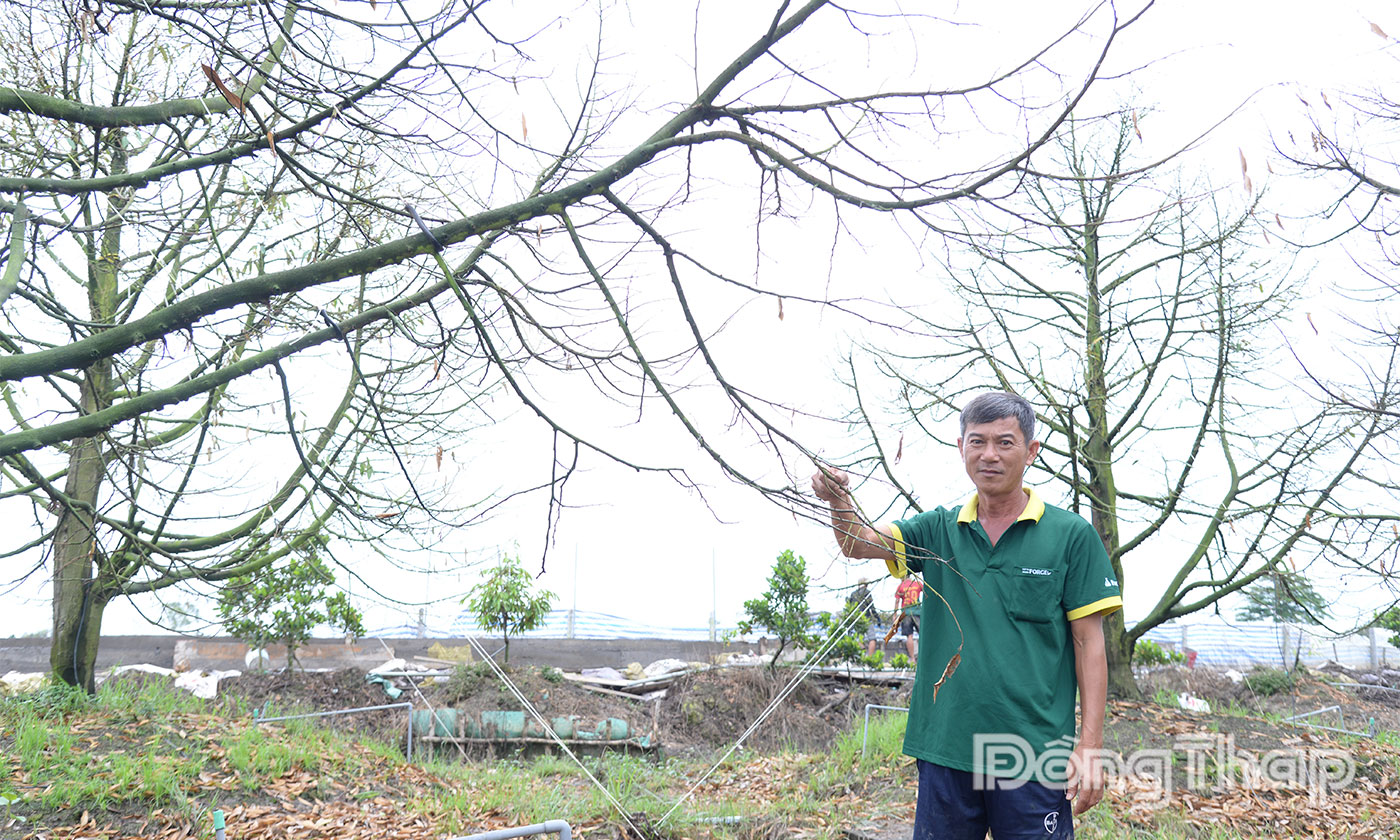 Vườn sầu riêng của người dân ở ấp Mỹ Thị A, xã Mỹ Thiện, tỉnh Đồng Tháp bị thiệt hại nặng do triều cường.