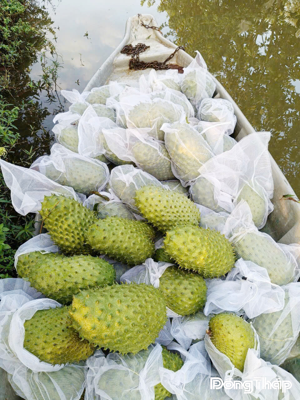 Mãng cầu được thu hoạch, chuẩn bị  nguyên liệu làm Mứt mãng cầu của  Công ty TNHH MTV Tiến Hảo.