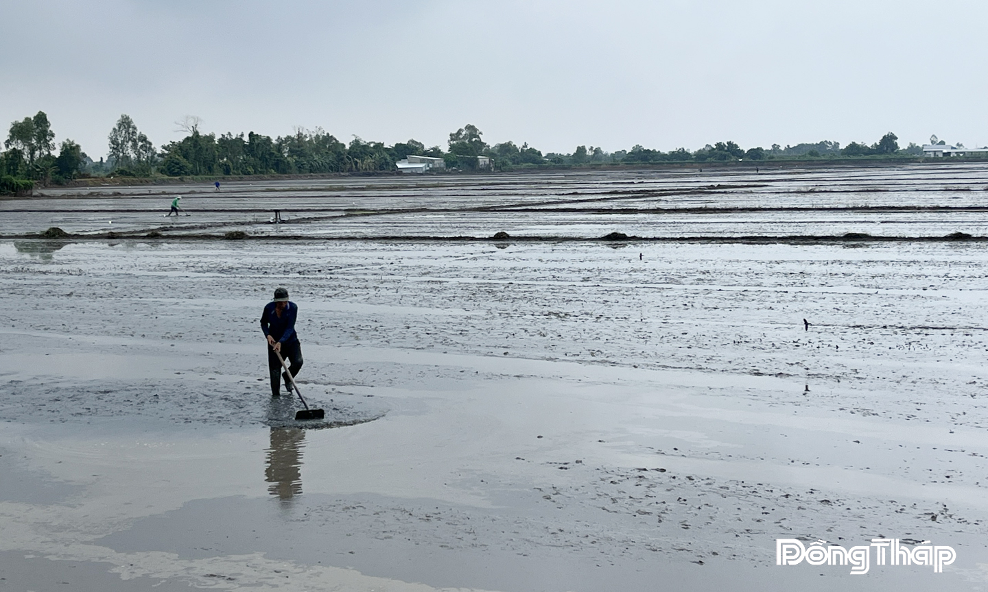 Nông dân ấp Hậu Thành, xã Tân Dương đang tập trung xuống giống vụ lúa đông xuân. 