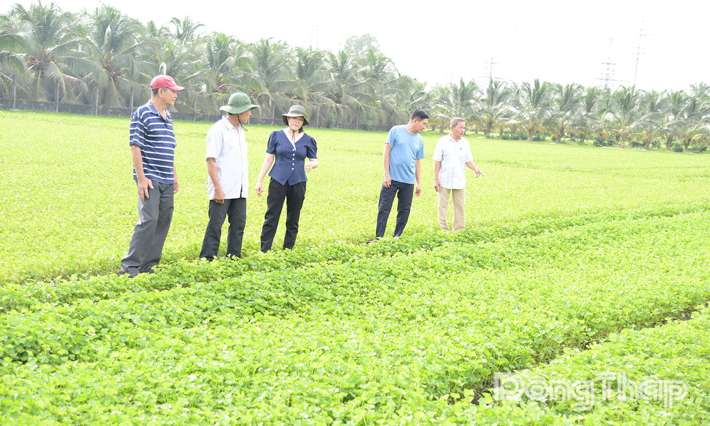 Gia đình ông Mười canh tác 2,4 ha rau má. Giá rau tăng cao nên ông rất phấn khởi.
