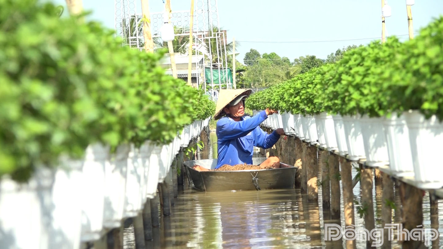 Nhà vườn tại Sa Đéc tỉ mỉ chăm sóc những giỏ cúc mâm xôi nhiều màu, đảm bảo cây tạo nụ và trổ bông đúng thời điểm sự kiện.