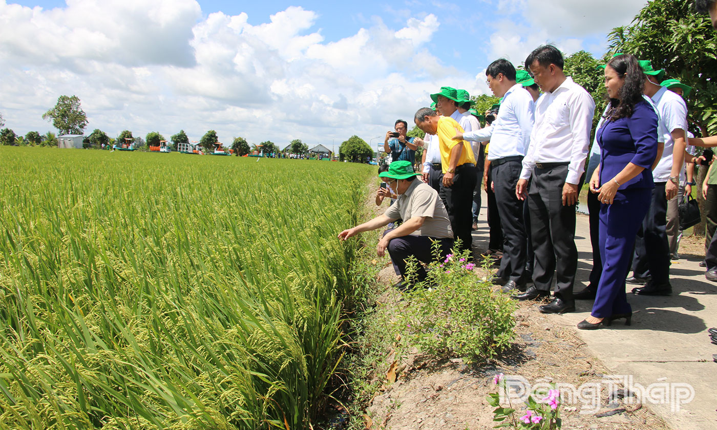 Thủ tướng Chính phủ Phạm Minh Chính đánh giá cao mô hình sản xuất lúa của nông dân HTX DVNN Thắng Lợi.