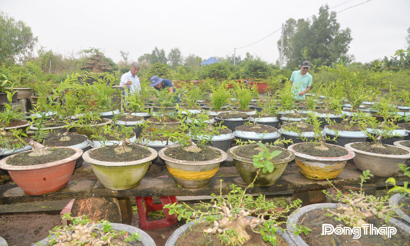Một góc vườn bonsai của anh Nguyễn Văn Sắt.