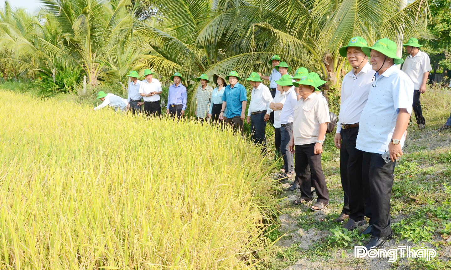 Tham quan vùng lúa công nghệ cao do Công ty TNHH Thương mại HK liên kết sản xuất.