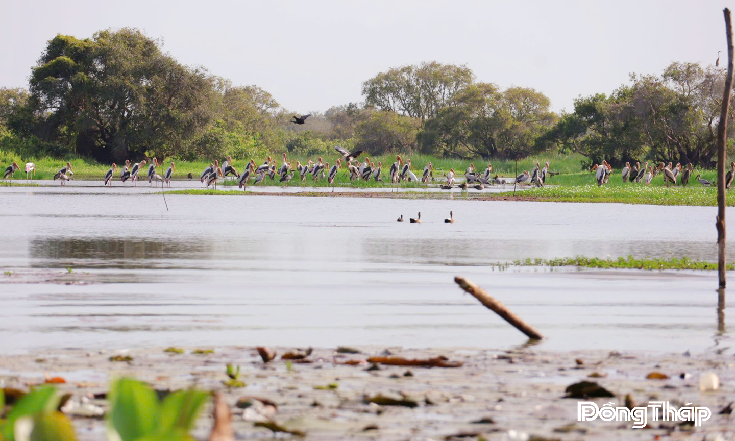 Một góc Vườn Quốc gia Tràm Chim vào mùa nước nổi.