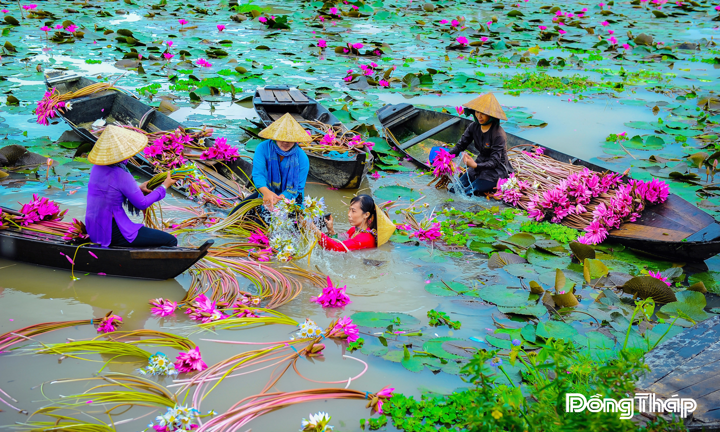 Thu hoạch bông súng mùa nước nổi.                                                                                                                                                                         Ảnh: Duy Nhựt