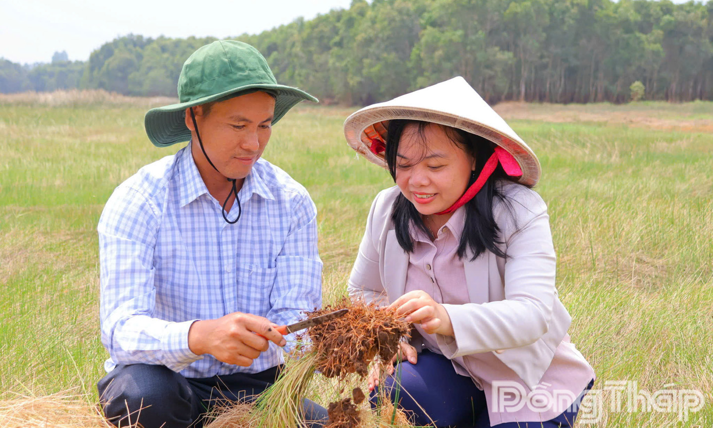 Quần thể năng kim phục hồi và tạo củ mạnh mẽ tại Phân khu 1 Vườn Quốc gia Tràm Chim.