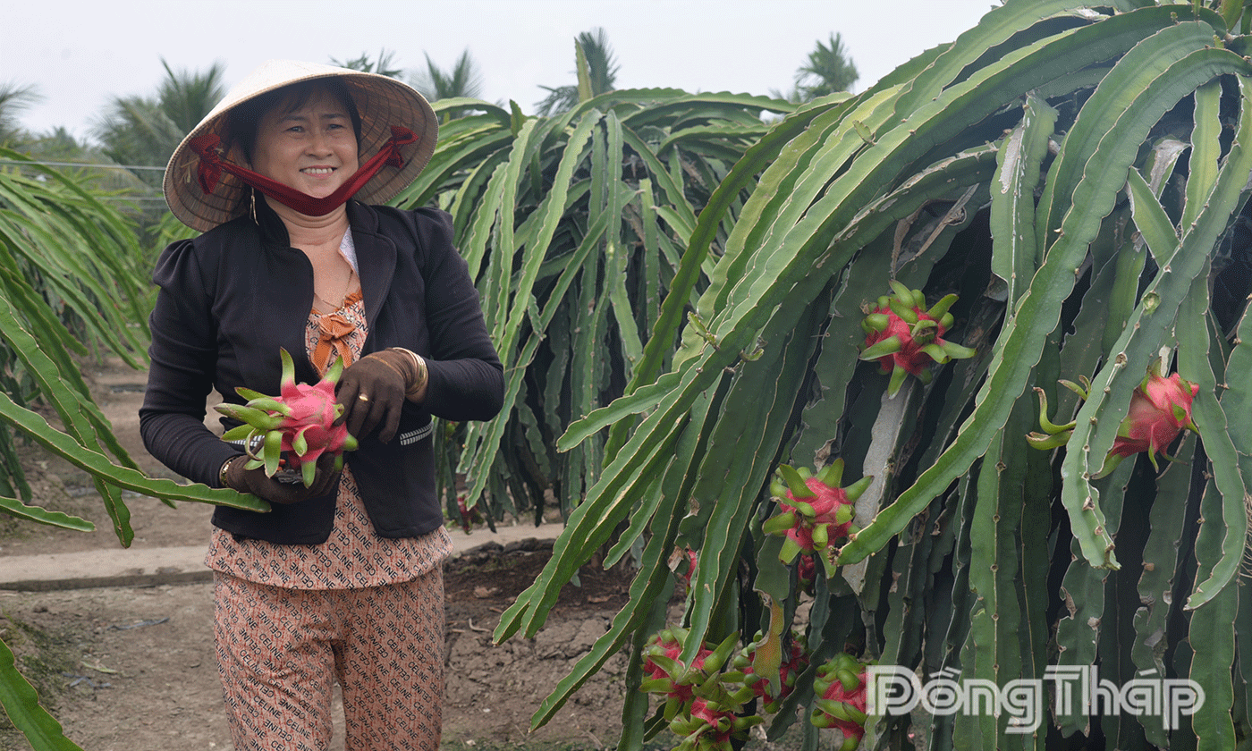 Toàn xã có hơn 760ha thanh long giúp người dân thu nhập ổn định.
