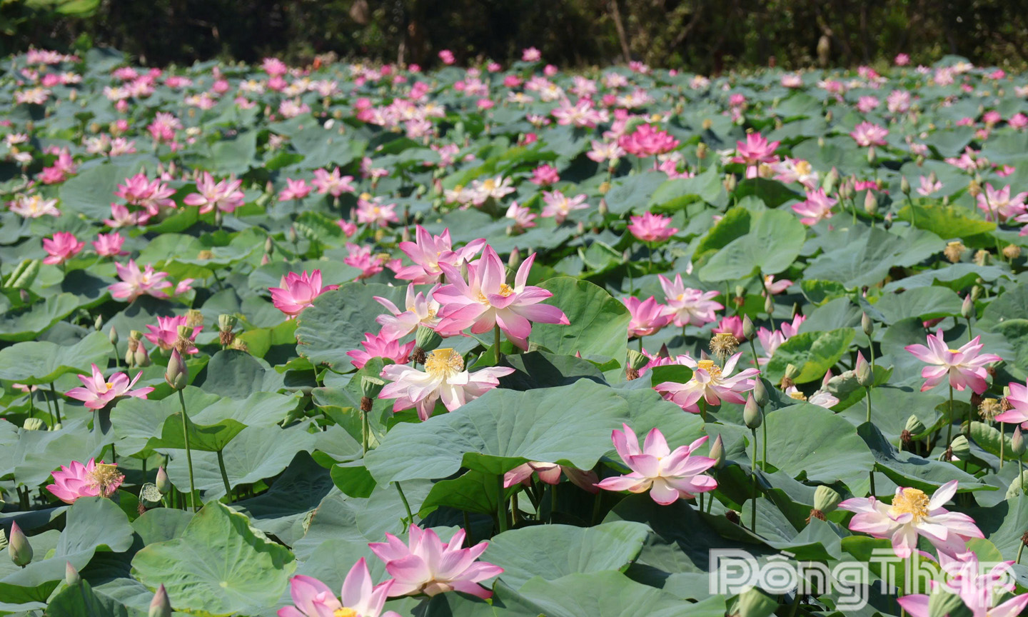 Tỉnh Đồng Tháp là địa phương có diện tích trồng sen lớn nhất khu vực Đồng bằng sông Cửu Long; trong đó, xã Tháp Mười là địa phương có diện tích trồng sen chiếm hơn 30% so với tổng diện tích trồng sen của tỉnh.