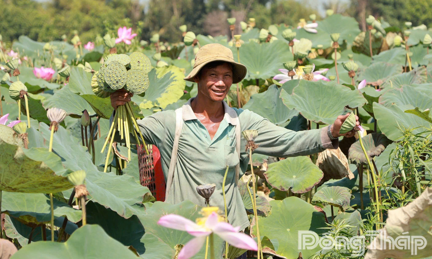 Sen không chỉ là cây trồng tạo cảnh quan mà còn mang lại nhiều giá trị kinh tế, đi sâu vào đời sống văn hóa và là niềm tự hào của mỗi công dân Đất Sen hồng. Nông dân trồng sen cho lợi nhuận cao gấp 3 - 4 lần so với trồng lúa.