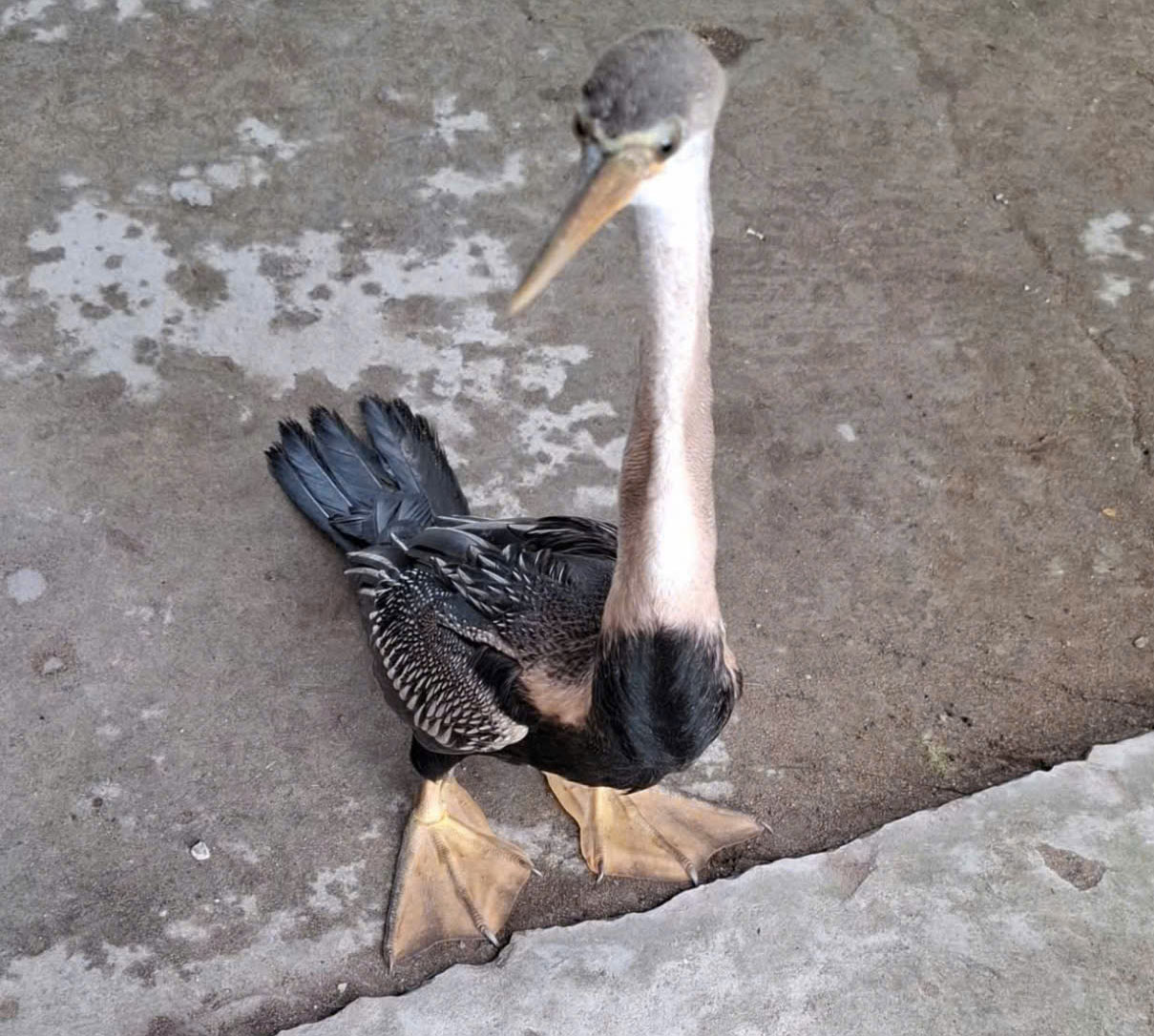 Cá thể chim Cổ rắn được người dân giao nộp.