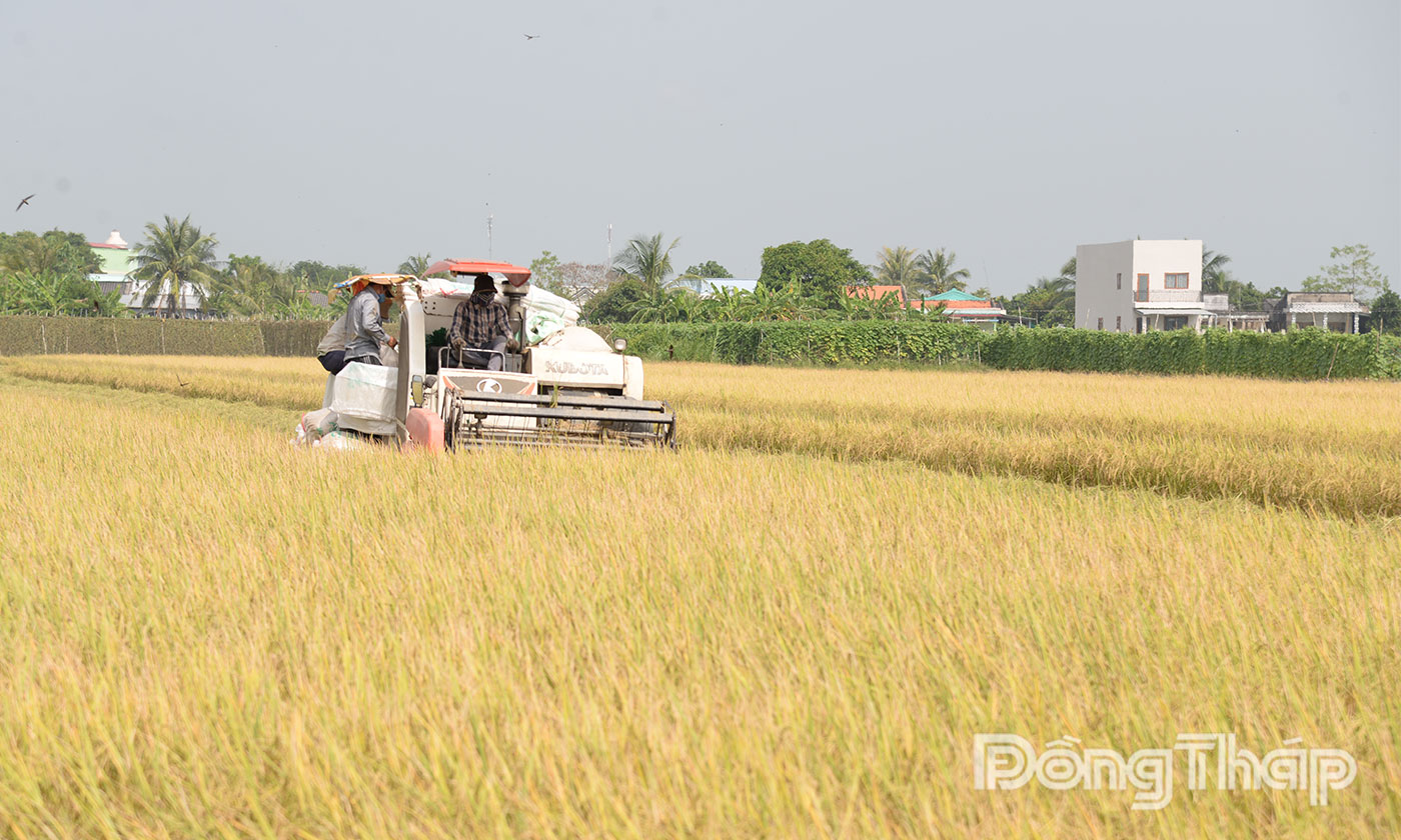 Máy gặt đập liên hợp thu hoạch 1,5 ha lúa chất lượng cao, giảm phát thải của gia đình ông Sang.