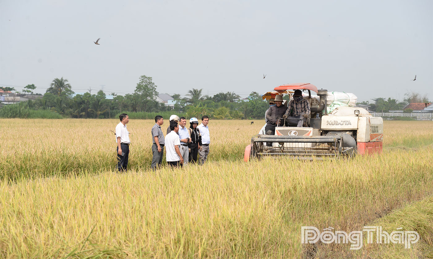 Chính quyền địa phương, HTX tham quan mô hình sản xuất lúa chất lượng cao, giảm phát thải.