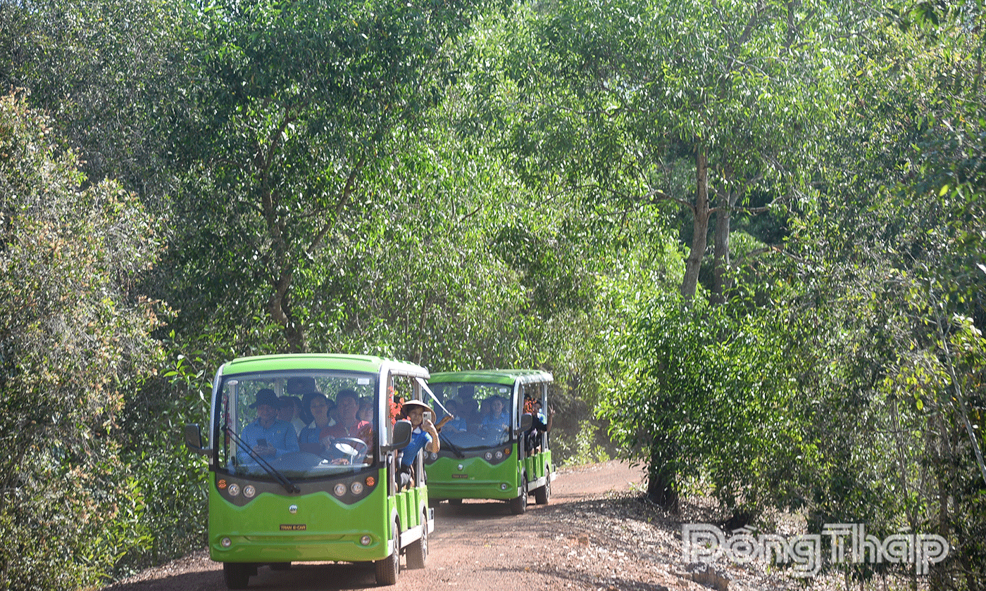 Du khách đi xe điện tham quan rừng trám, những cánh đồng khóm.