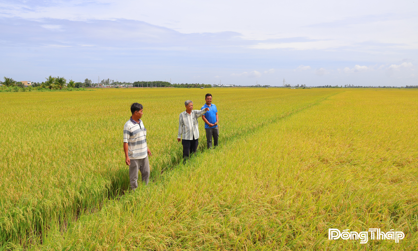 Mô hình 1 triệu hécta lúa chất lượng cao được triển khai hiệu quả tại Hợp tác xã Dịch vụ Nông nghiệp Phú Thọ.