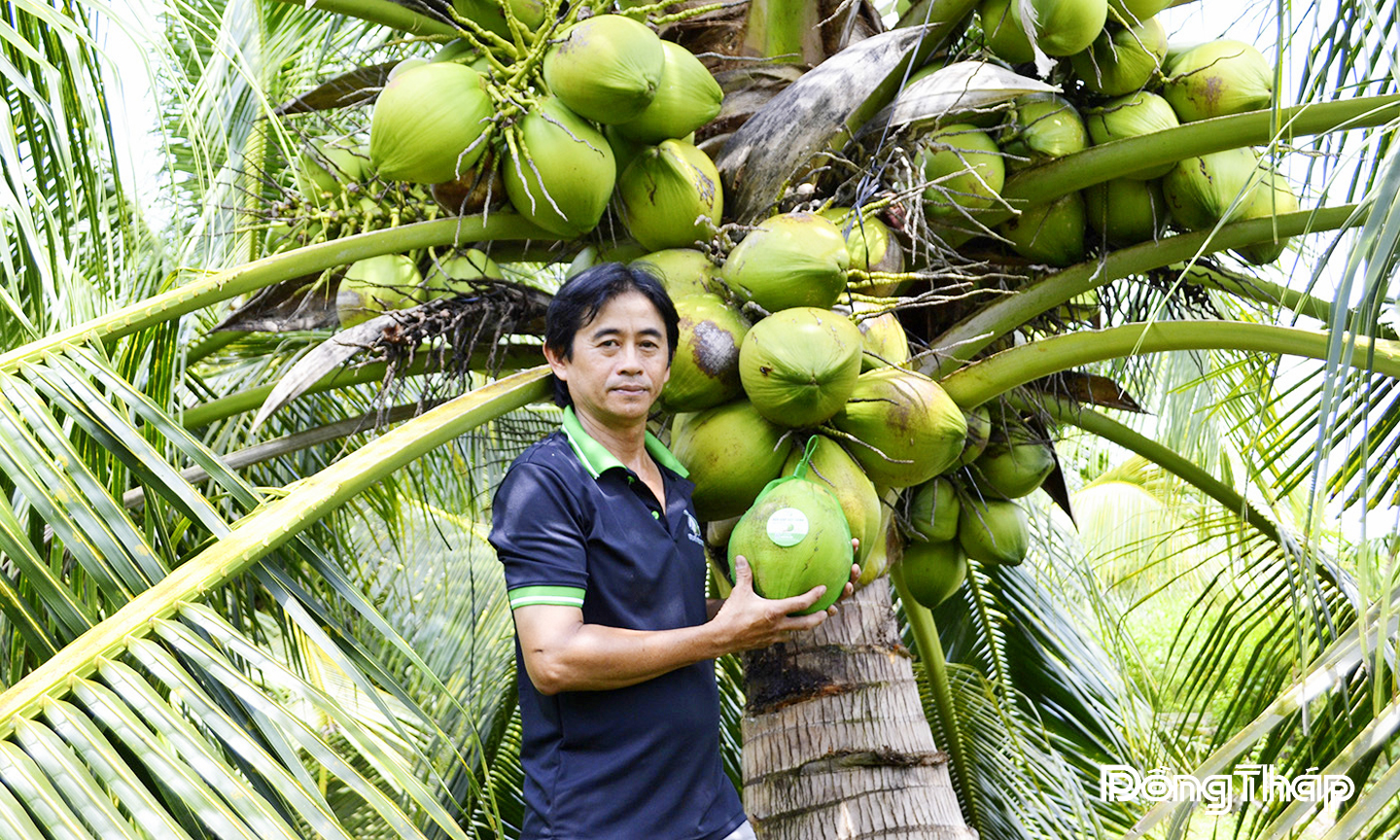 Mô hình dừa sáp cấy phôi đang mở ra triển vọng kinh tế mới cho nông dân Long Định trong tiến trình tái cơ cấu nông nghiệp. Ảnh: HỮU THÔNG