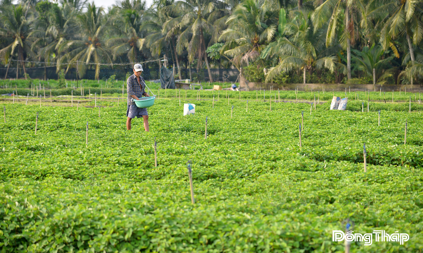 Rau màu là một trong những thế mạnh của địa phương, mang lại giá trị kinh tế ổn định cho nông dân.